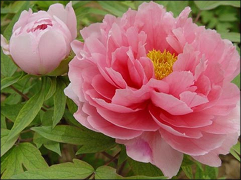 四季花卉與氣象條件